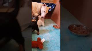 Puppy Rottweiler Snaps At Patient English Bull