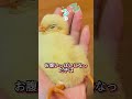 卵パックの中から救出されたヒヨコの驚くべき変化🐣