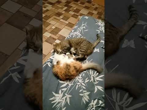 Что-то с ласками