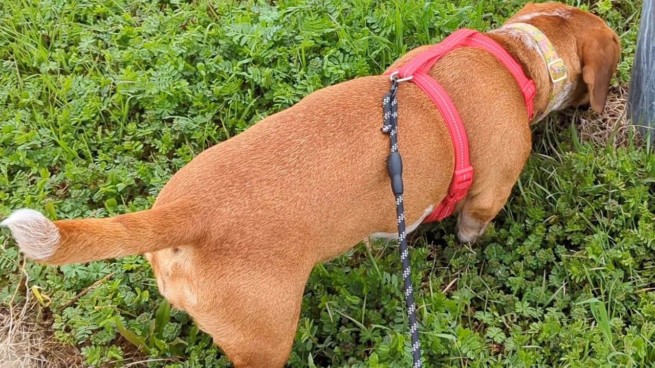 Dog Daily Activity | Dog Walking Activity | Dog Go For A Walk 