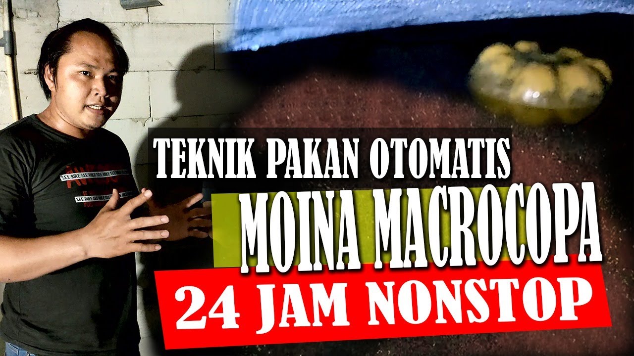 BUDIDAYA KUTU AIR MOINA DENGAN PAKAN FERMENTASI ORGANIK  By. TBA NEKOS