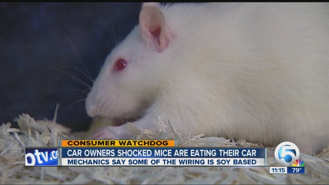 Car owners shocked mice are eating their car