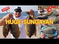 UNICORN FISH SUNGAYAN AT SAUDI ARABIA. HUGE  SUNGAYAN