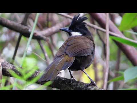 WHIPBIRDS - 'Cracking the Whip'