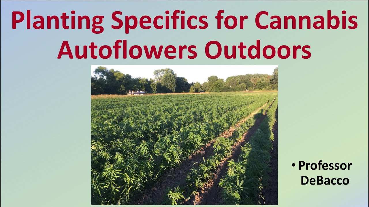 Planting Specifics for Cannabis Autoflowers Outdoors