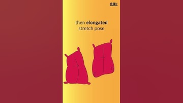 #shorts How to use squash and stretch in 2D animation