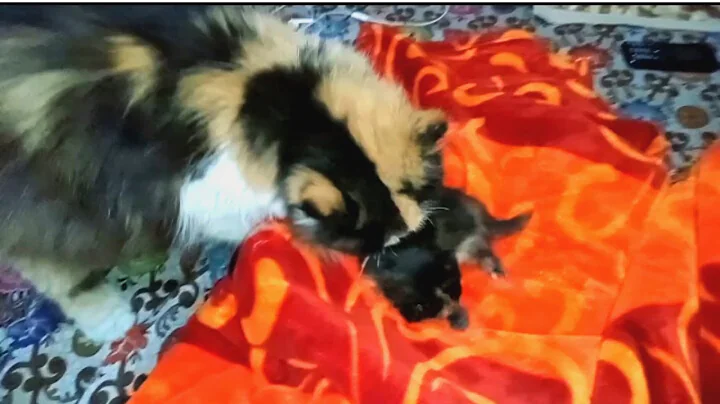 Video 1806531: persian kitten cats catlover, persian cat baby kitten, persian cat mom, kittens mother cat living, kitten cat first