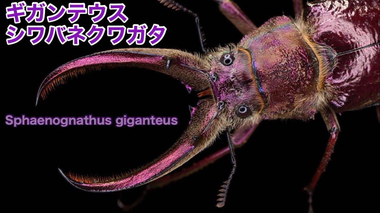 ギガンテウスシワバネクワガタの紹介&産卵セット【フェイスタメルシワバネクワガタ】