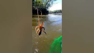 How Can Otter Titi Save The Octopus?