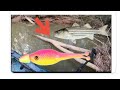 There were BIG FISH in this Little Creek!