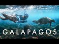 Galapagos Island Hopping - Hammerheads, Sea Lions + More!