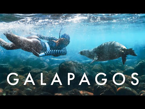 Video: Wanneer om hamerkoppe in galapagos te sien?