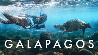 Galapagos Island Hopping  Hammerheads, Sea Lions + More!