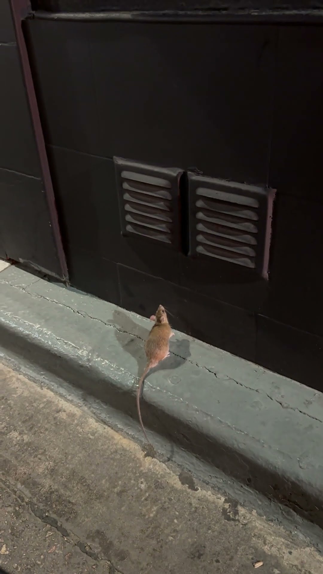 Rat Tries to Find Find Way Into Restaurant || ViralHog