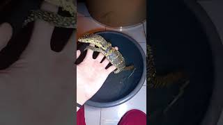 Baby Varanus Salvator 🐊 #animals #pets #lizard #varanussalvator #biawak #pet #animal
