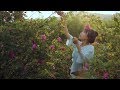 Colorful flowers food, excavating different ways of eating roses缤纷花食，悄悄挖掘玫瑰的不同吃法|Liziqi channel