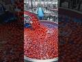 Crimson Ketchup Flow: Factory Fresh Tomato Magic #amazingmachinery #food #fac #cooking #fac #recipe