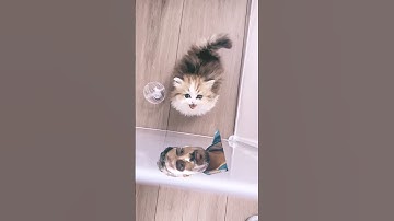 The kitten has two faces and it pinched me. Munchkin dwarf cat