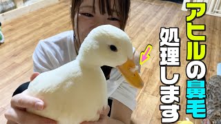 アヒルの鼻毛が出ていたので処理して一緒にお風呂に入ります。