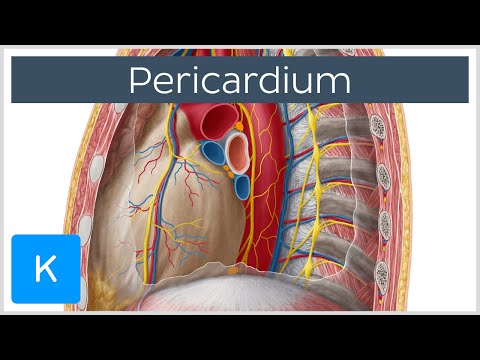 Video: Verschil Tussen Visceraal En Pariëtaal Pericardium