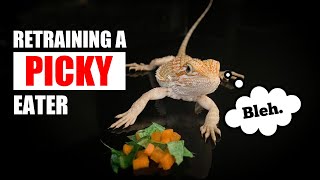 How to get Your Bearded Dragon to Eat Salad