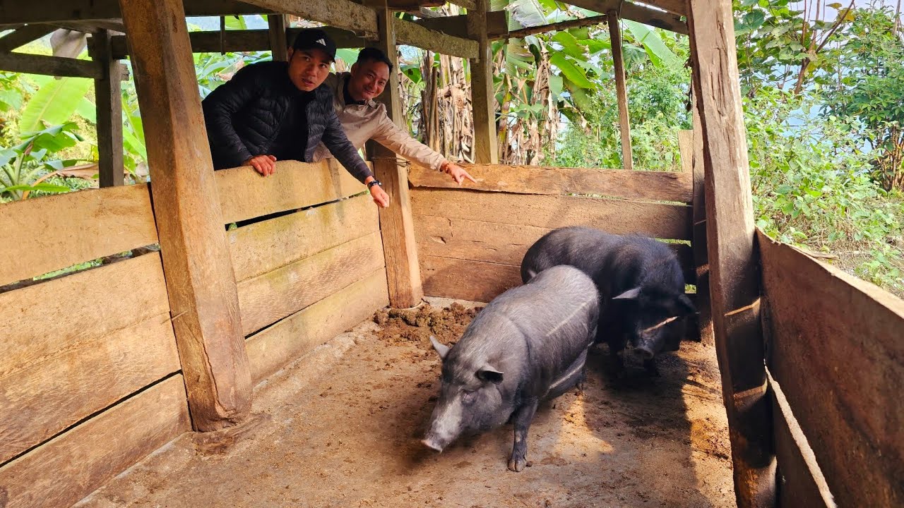 Đại tiệc cùng Phạm Dũng Phan Diễm Xe Đầu Kéo tìm Lợn 118kg lông nanh dài Ngoằng. Nguyễn Tất Thắng