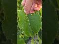 Strange Growth on these Leaves in Canada Buds Growing from Leaves?!