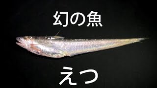 佐賀に幻の魚がいた Youtube