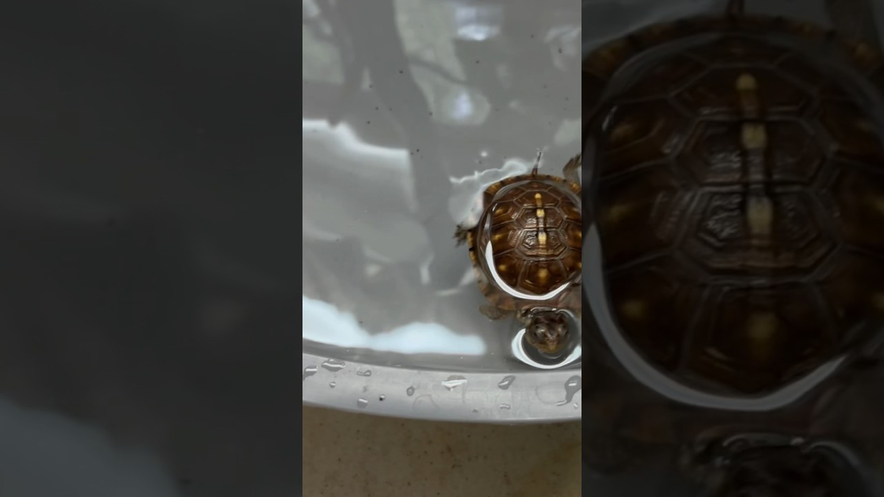 Raburta, baby eastern box turtle, swimming and patrolling. 