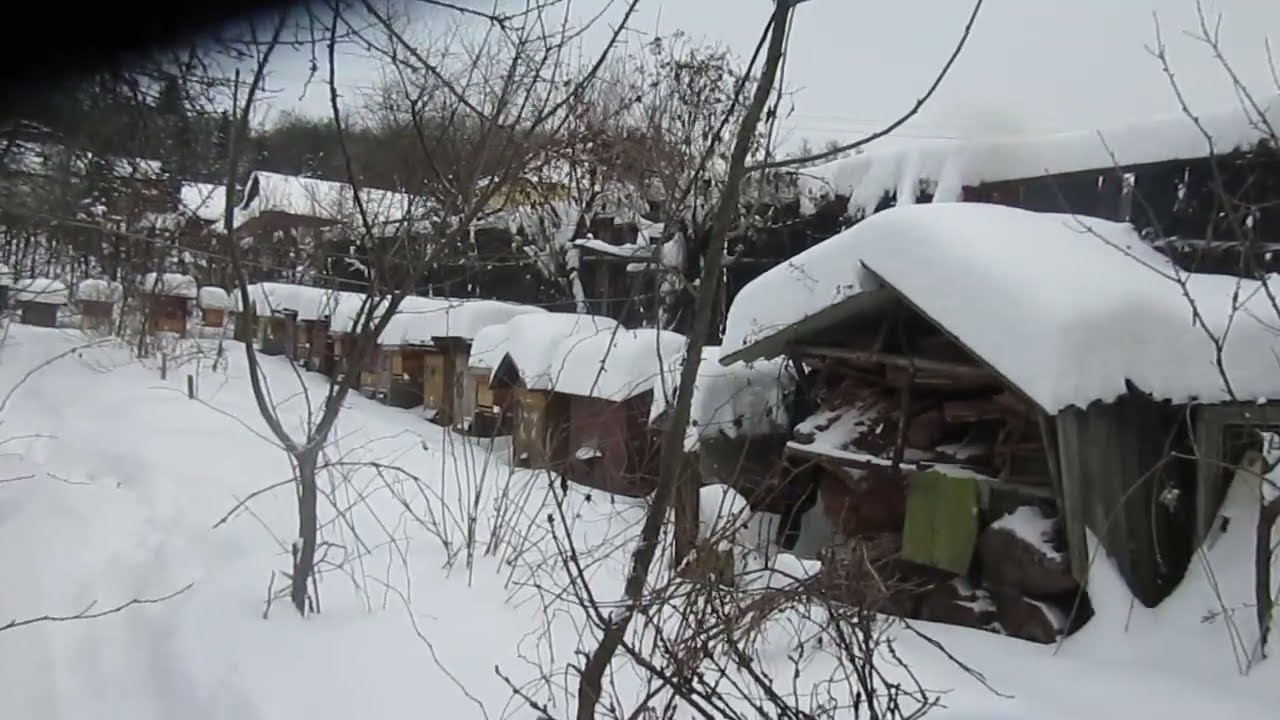 4965 Pszczoły leżą na wylotku tak im dogodziły mrozy 2026r0113