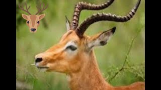 Le Saut Dune Gazelle