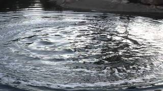 Shopnuts RC Boat at Sharon Park