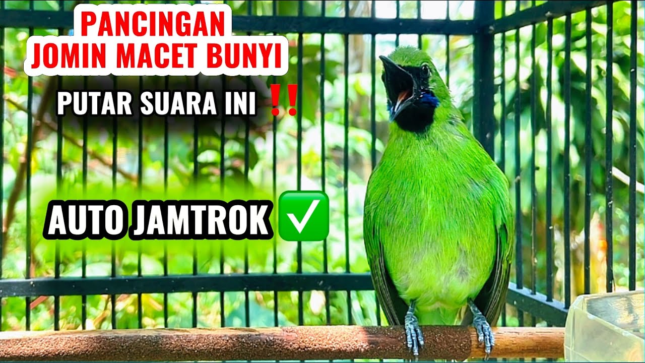 Cucak ijo mini gacor bongkar isian, ampuh memancing emosi jomin bahan agar cepat jamtrok
