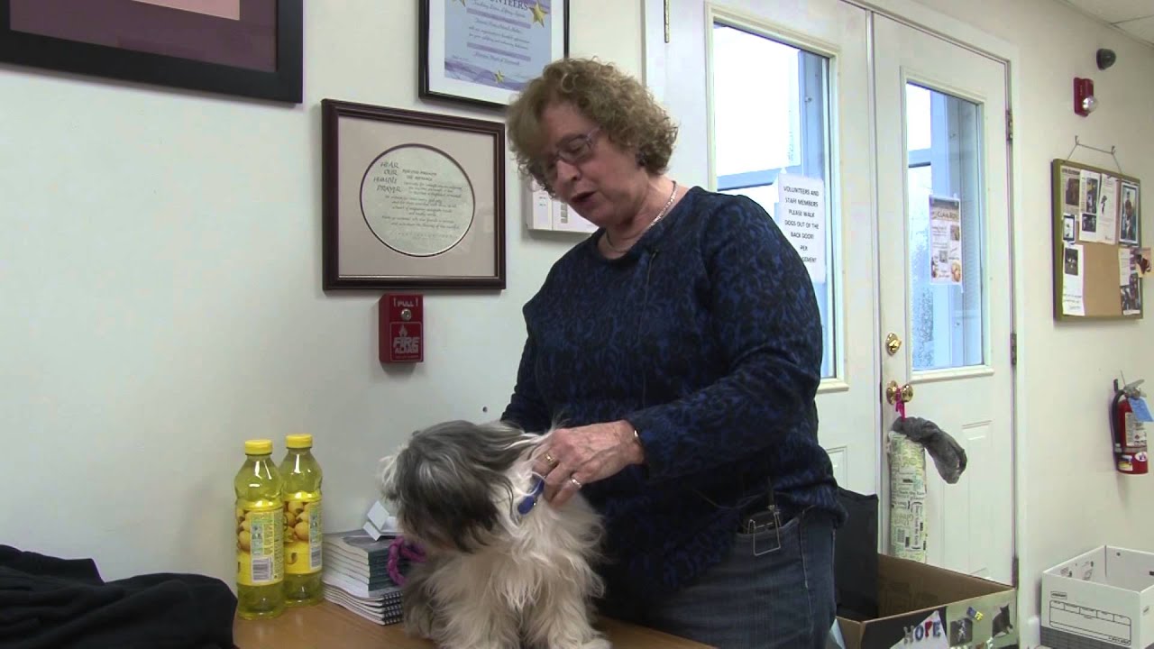 Forever Paws animal shelter Promo YouTube