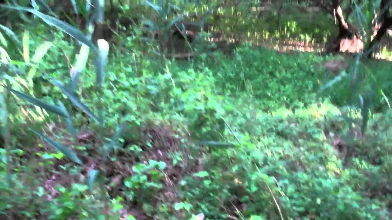 Palmyra Cove Nature Park 16.MP4