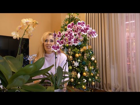 ГРУППОВЫЕ посадки орхидей