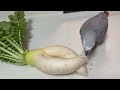 へんな形の大根なので怖がらないかと思ったけど気にせず食べるケイ