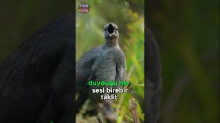 Bu Kuş Sizi Bile Taklit Edebilir🐦🤭🤯