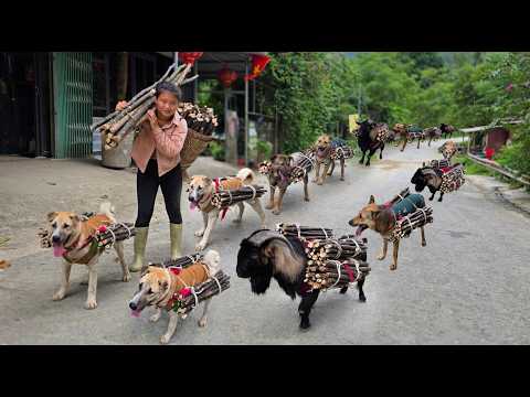 Carrying firewood down the mountain to sell, accompanied by her goat and loyal dogs – ha thi muon