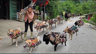 Carrying firewood down the mountain to sell, accompanied by her goat and loyal dogs – ha thi muon