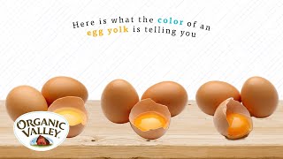 Why are Egg Yolks different colors? | Ask Organic Valley