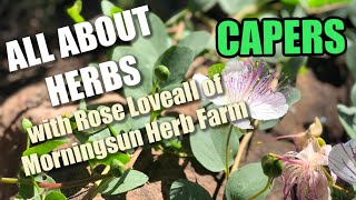 6/8 Caper Plant  Morningsun Herb Farm's 8video series 'ALL ABOUT HERBS' with Rose Loveall