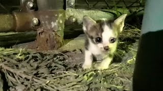 最近一人でウロウロしだした公園の子猫