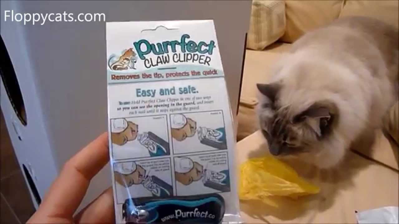 Ragdoll Cats Receive Cat Nail Clippers Purrfect Claw Clipper for Review