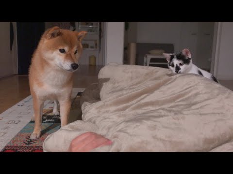 明日手術へ‥子猫と寝たい飼い主に全面協力する柴犬が可愛すぎた。。