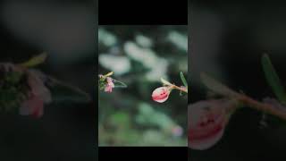 Download Lagu Paleh moo MP3