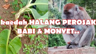 KAEDAH HALANG BABI & MONYET SERANG TANAMAN.