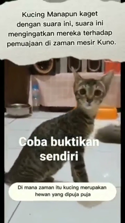 kucing  panik dengar suara ini!?