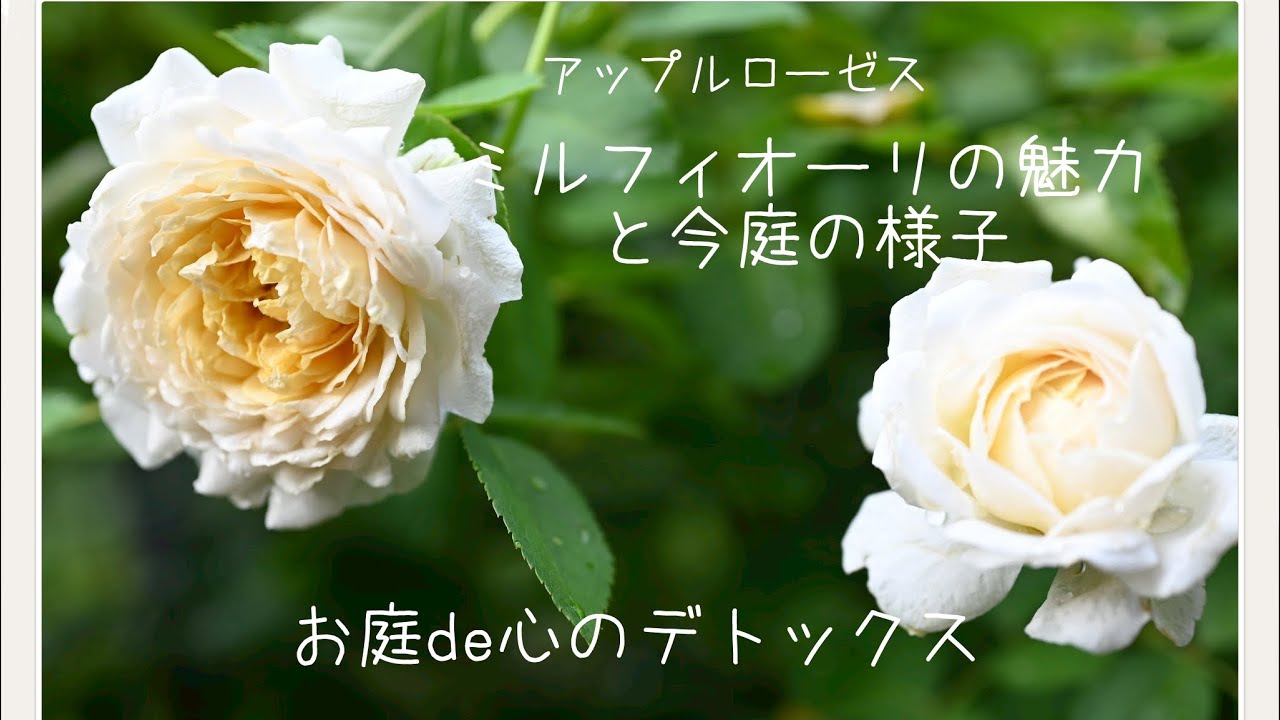 【2025年12月後半】アップルローゼス　ミルフィオーリの魅力と今庭の様子