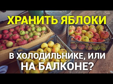 Как хранить яблоки - холодильник, или балкон? Просто дневник Константиновой.